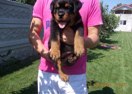 pui rottweiler