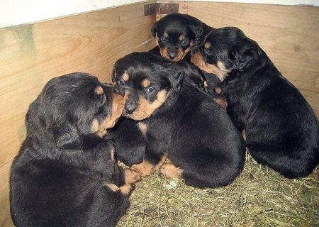 Pui Rottweiler