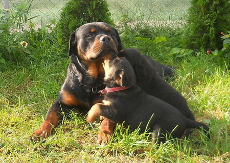 Pui Rottweiler