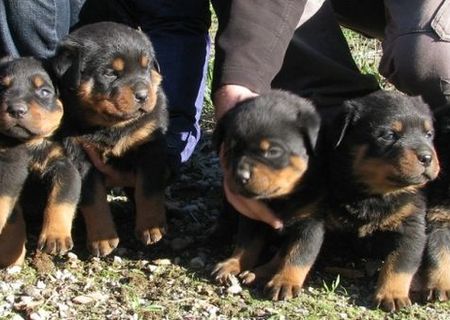 Pui ROTTWEILER