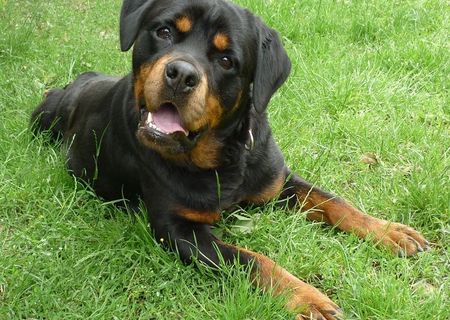 Pui rottweiler cu pedigree