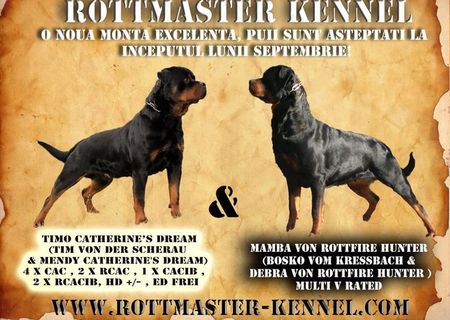 Pui rottweiler de calitate selectionata de vanzare