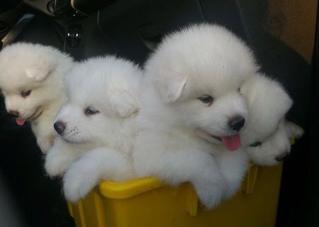 Pui samoyed de vanzaree