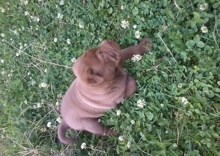 Pui shar pei