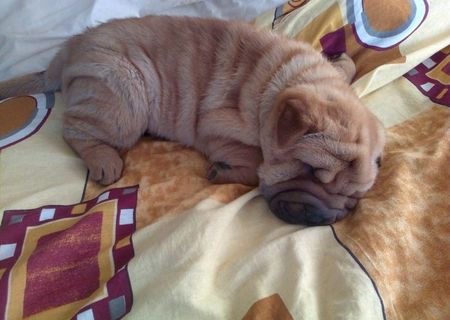 pui shar pei