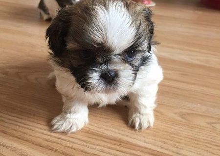 Pui Shih Tzu