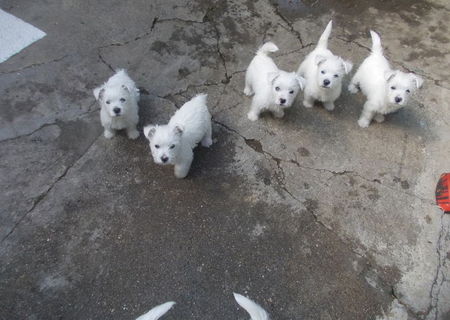 Pui  Westie