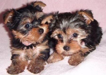 Pui Yorkshire Terrier Mini Toy