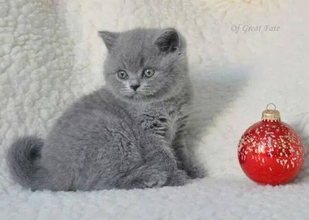 puibritis shorthair