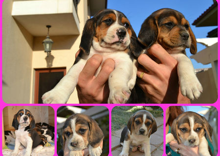 Puiuti Beagle foarte jucausi