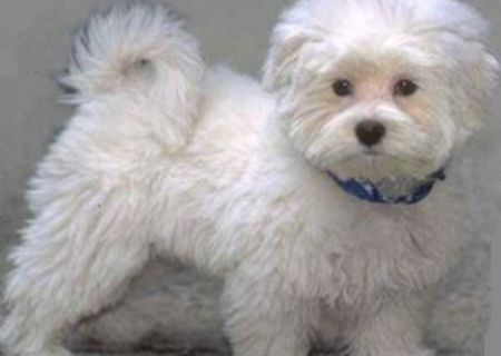 puiuti din caniche cu bichon 300 ron albi