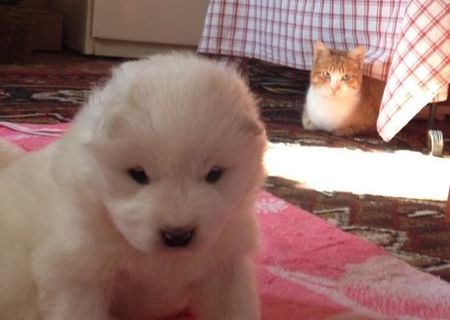 Puiuti Samoyed