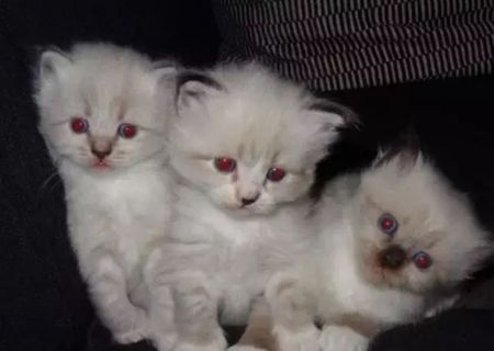 Ragdoll Color Point cu Ochi albastri rasa pura