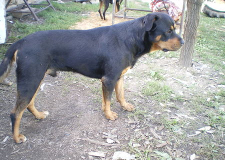 rottweiler