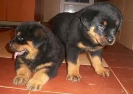 Rottweiler de vanzare