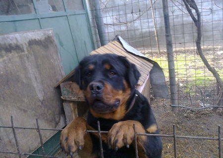 Rottweiler femela