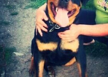 Rottweiler pentru monta