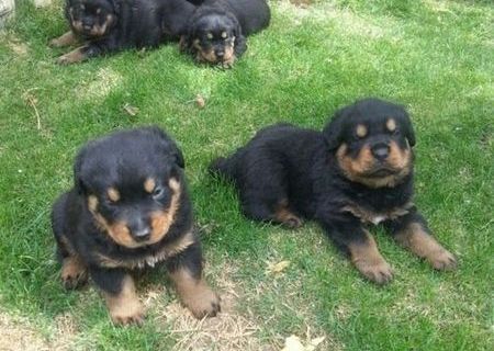 rottweiler vaccinati si deparazitati