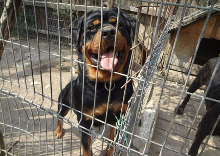 rottweiler vanzare