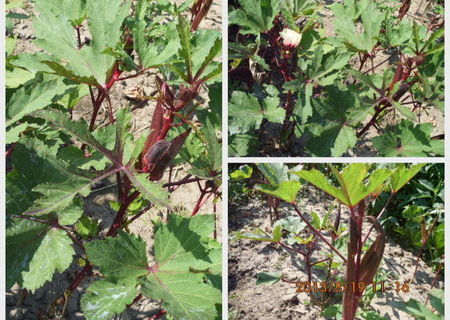 seminte de hibiscus esculentus