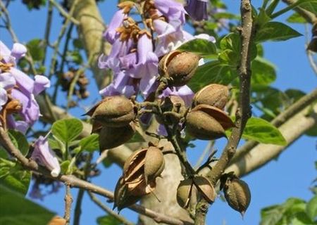 Semințe  Paulownia tomentosa