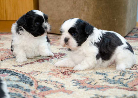 shih tzu foarte frumosi