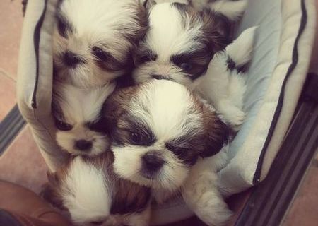 Shih-tzu rasa pura