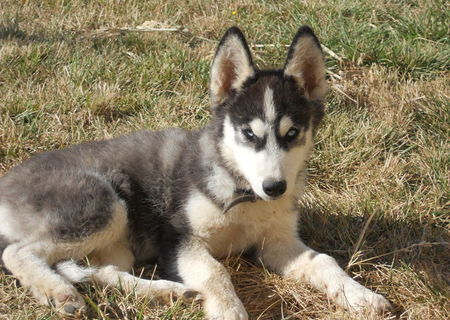 Siberian Husky M si F  4 luni