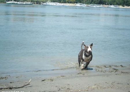 Spre adoptie Bullterrier