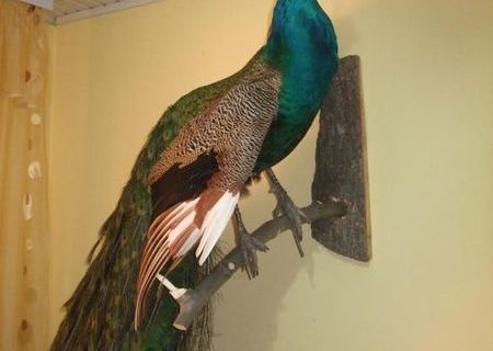 taxidermie vaslui