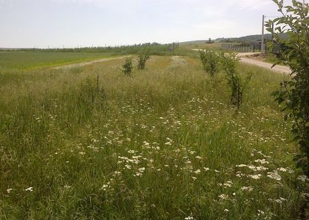 Teren intravilan, 700 mp, Ciugud- Alba Iulia