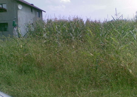 terenuri intravilane in Ungureni(Dragomiresti) Dambovita