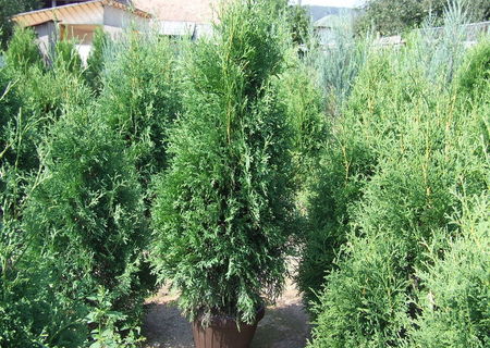 Thuja produs in Romania