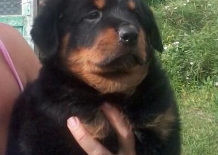 URGEN ROTTWEILER