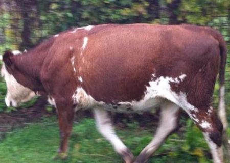 vaca 2 ani  6 luni gestanta in 5 luni  400 / 500 kg 3000 ron NEGOCIABIL