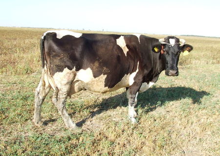 Vaci holstein