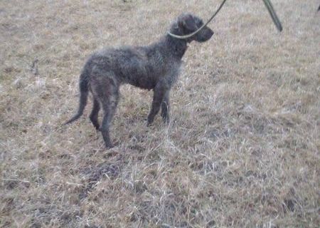 Vanatoare.Femela dog argentinian cu erder terrier