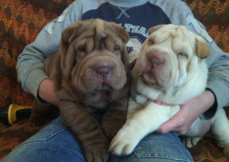 Vand 2 pui shar-pei