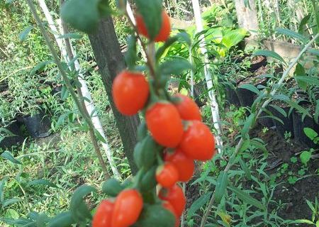 Vand arbusti Goji soiul NingXiaNQ1 si SweetBerry