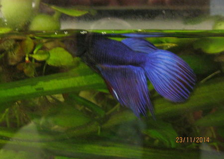 Vand Betta splendens