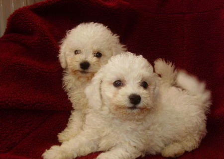 Vand Bichon Frise !!