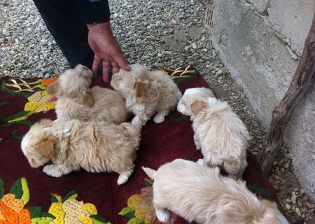 vand bichon havanese