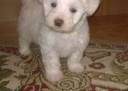 vand , bichon maltez