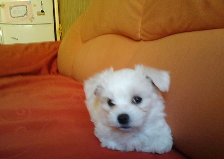 Vand Bichon Maltez / Maltese Mascul