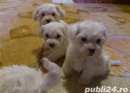 VAND BICHON URGENT