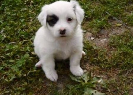 Vand bichon urgent cu varsta de 2 luni este fetita