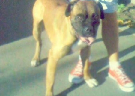 vand boxer sau schimb pe pui de pitbull