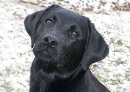 Vand Caine Labrador Retriever