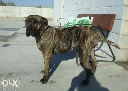 Vand caine presa canario