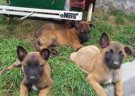 vand caini malinois,9 saptamani